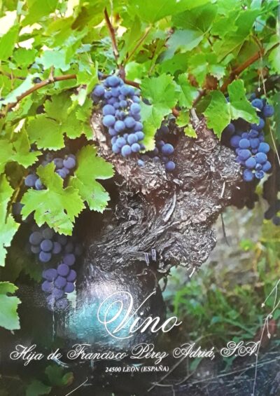 VINO HIJA DE FRANCISCO PÉREZ ADRIÁ 5L TINTO BIERZO